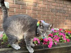 Lost Male Cat last seen Sellers way, Ottawa, ON K2H 7W5