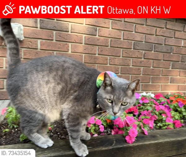 Lost Male Cat last seen Sellers way, Ottawa, ON K2H 7W5