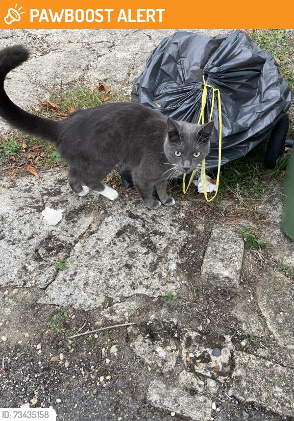 Found/Stray Unknown Cat last seen Near Valentia Road Headington Oxford OX3 7PP England, Headington, England OX3 7PP