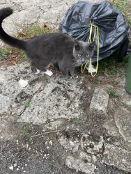 Found/Stray Unknown Cat last seen Near Valentia Road Headington Oxford OX3 7PP England, Headington, England OX3 7PP