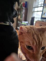 Lost Male Cat last seen Mithoff and Oakwood, Columbus, OH 43206