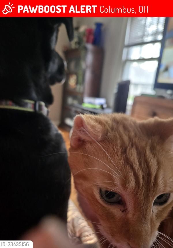 Lost Male Cat last seen Mithoff and Oakwood, Columbus, OH 43206