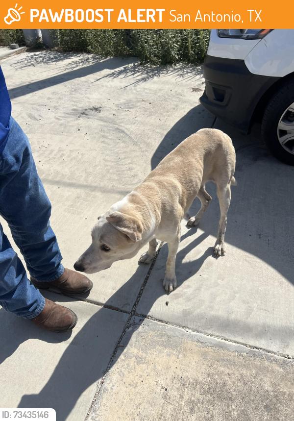 Found/Stray Female Dog last seen Palo Alto College, San Antonio, TX 78224