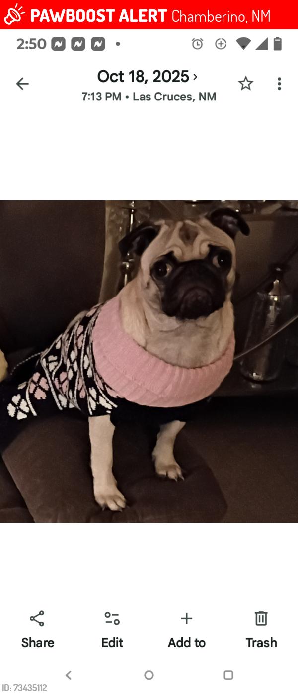 Lost Female Dog last seen San Jacinto Rd, Chamberino, NM 88021