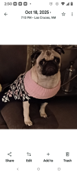 Lost Female Dog last seen San Jacinto Rd, Chamberino, NM 88021