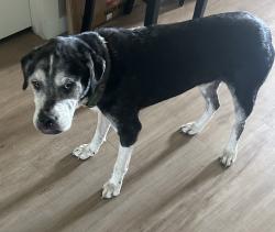 Found/Stray Female Dog last seen Magnolia Ridge Blvd, Magnolia, TX 77353