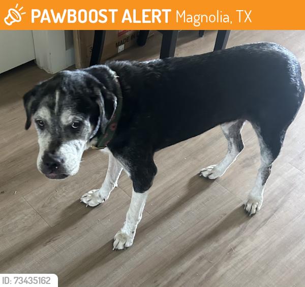 Found/Stray Female Dog last seen Magnolia Ridge Blvd, Magnolia, TX 77353