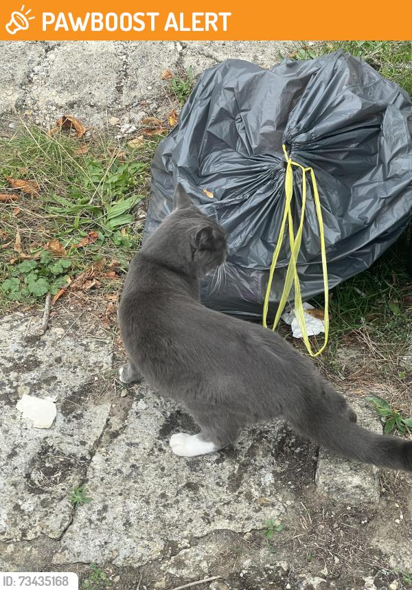 Found/Stray Unknown Cat last seen Near Valentia Road Headington Oxford OX3 7PP England, Headington, England OX3 7PP