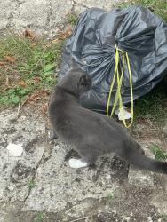 Found/Stray Unknown Cat last seen Near Valentia Road Headington Oxford OX3 7PP England, Headington, England OX3 7PP
