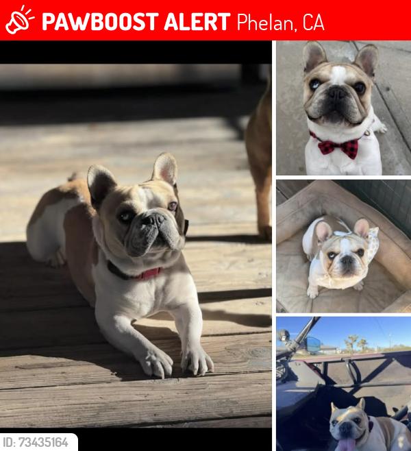 Lost Male Dog last seen Sheep Creek Rd / Duncan Rd, Phelan, CA 92371