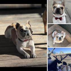 Lost Male Dog last seen Sheep Creek Rd / Duncan Rd, Phelan, CA 92371