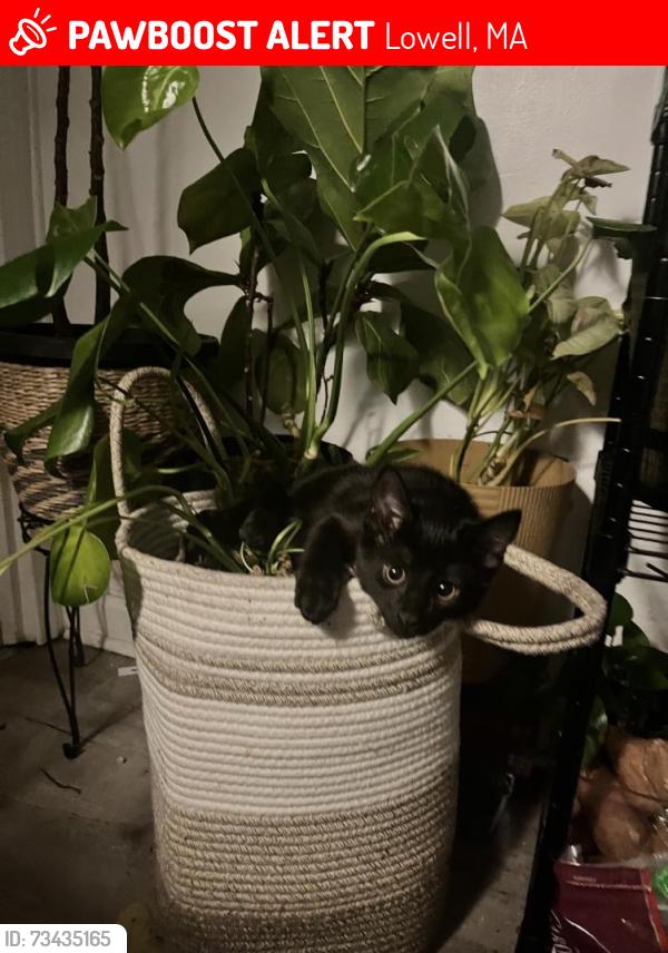 Lost Male Cat last seen Chelmsford St., Lowell, Lowell, MA 01851