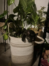 Lost Male Cat last seen Chelmsford St., Lowell, Lowell, MA 01851