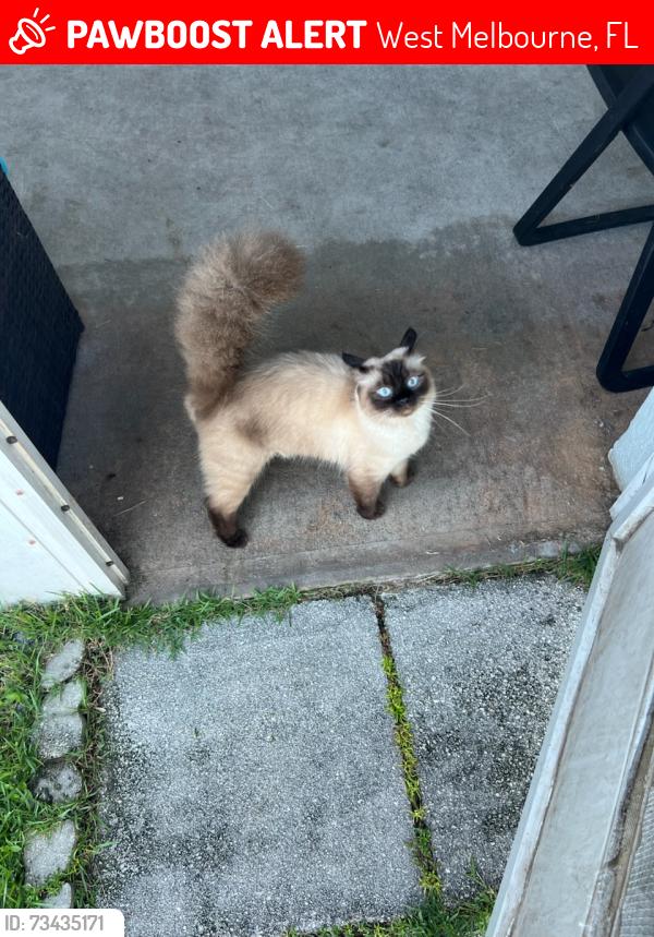 Lost Male Cat last seen Brookshire Circle, West Melbourne, FL 32904