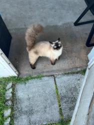 Lost Male Cat last seen Brookshire Circle, West Melbourne, FL 32904