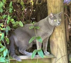 Reunited Male Cat last seen Hornsey lane gardens, Greater London, England N6 5NX