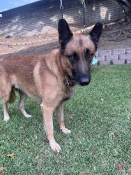 Found/Stray Male Dog last seen Cypress and Alta vista, Vista, CA 92084