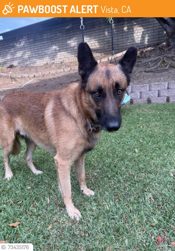 Found/Stray Male Dog last seen Cypress and Alta vista, Vista, CA 92084