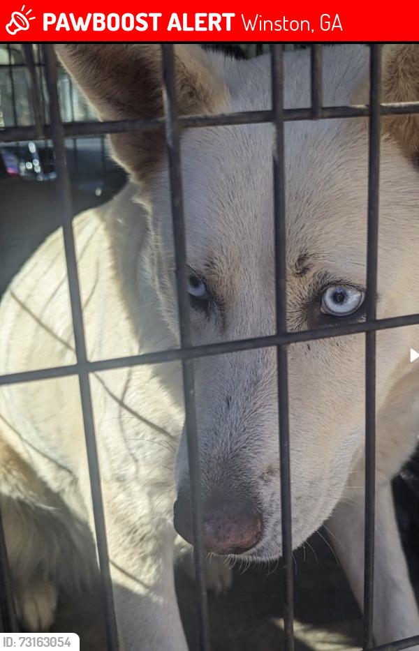 Lost Male Dog last seen Priest dr Winston ga, Winston, GA 30187
