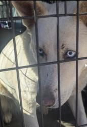 Lost Male Dog last seen Priest dr Winston ga, Winston, GA 30187