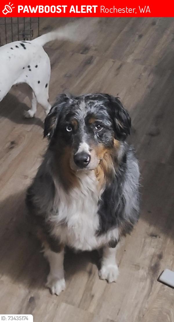 Lost Male Dog last seen 198th avenue, Rochester, WA 98579