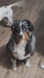 Lost Male Dog last seen 198th avenue, Rochester, WA 98579