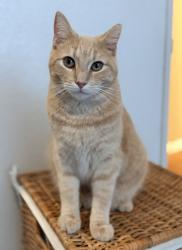 Lost Male Cat last seen Southport gateway park, West Sacramento, CA 95691