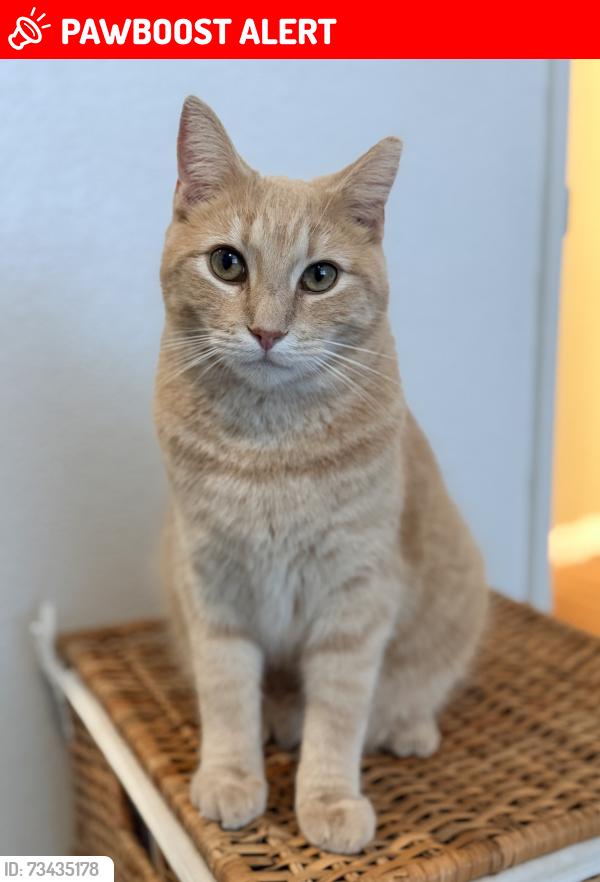 Lost Male Cat last seen Southport gateway park, West Sacramento, CA 95691