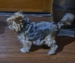 Lost Female Dog last seen Near Moore Road and Don Pedro Road, Ceres, Ceres, CA 95307