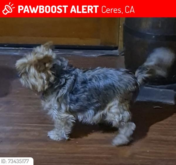 Lost Female Dog last seen Near Moore Road and Don Pedro Road, Ceres, Ceres, CA 95307