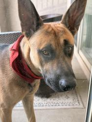 Found/Stray Male Dog last seen Gibson/I25, Albuquerque, NM 87108