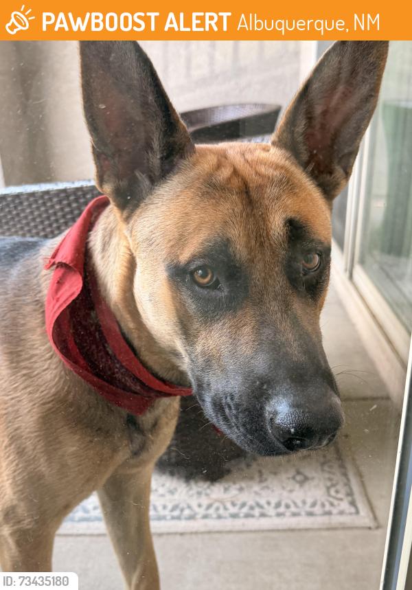 Found/Stray Male Dog last seen Gibson/I25, Albuquerque, NM 87108