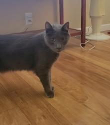 Reunited Male Cat last seen Stanford Ave. & Magnolia St., Garden Grove, CA 92841