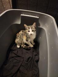 Found/Stray Unknown Cat last seen Azure apmts, Aztec/Elverta rd, Antelope, CA 95843