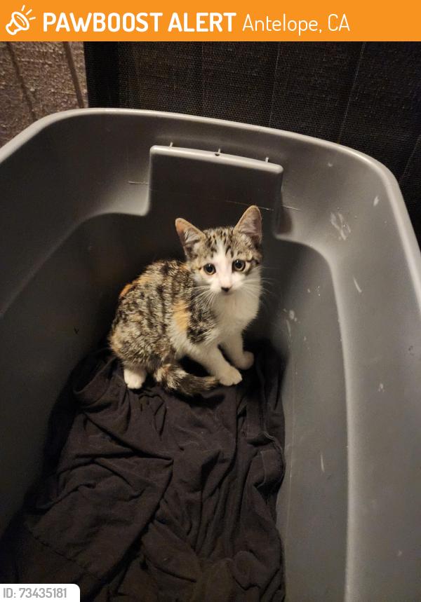 Found/Stray Unknown Cat last seen Azure apmts, Aztec/Elverta rd, Antelope, CA 95843