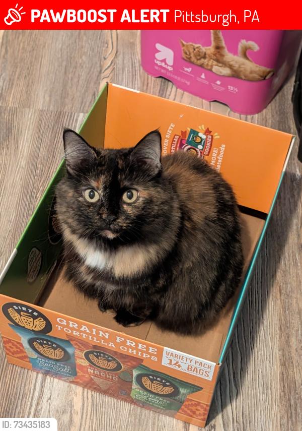 Lost Female Cat last seen Bellevue ave, Pittsburgh, PA 15229