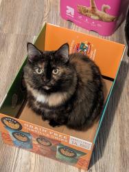Lost Female Cat last seen Bellevue ave, Pittsburgh, PA 15229