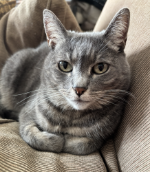 Lost Female Cat last seen Reade Lane near Bulkley Avenue, Sausalito, Sausalito, CA 94965