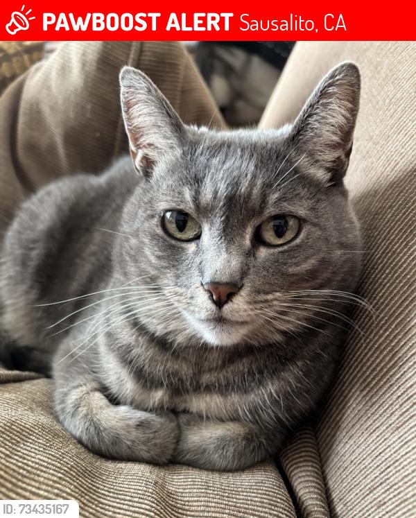 Lost Female Cat last seen Reade Lane near Bulkley Avenue, Sausalito, Sausalito, CA 94965