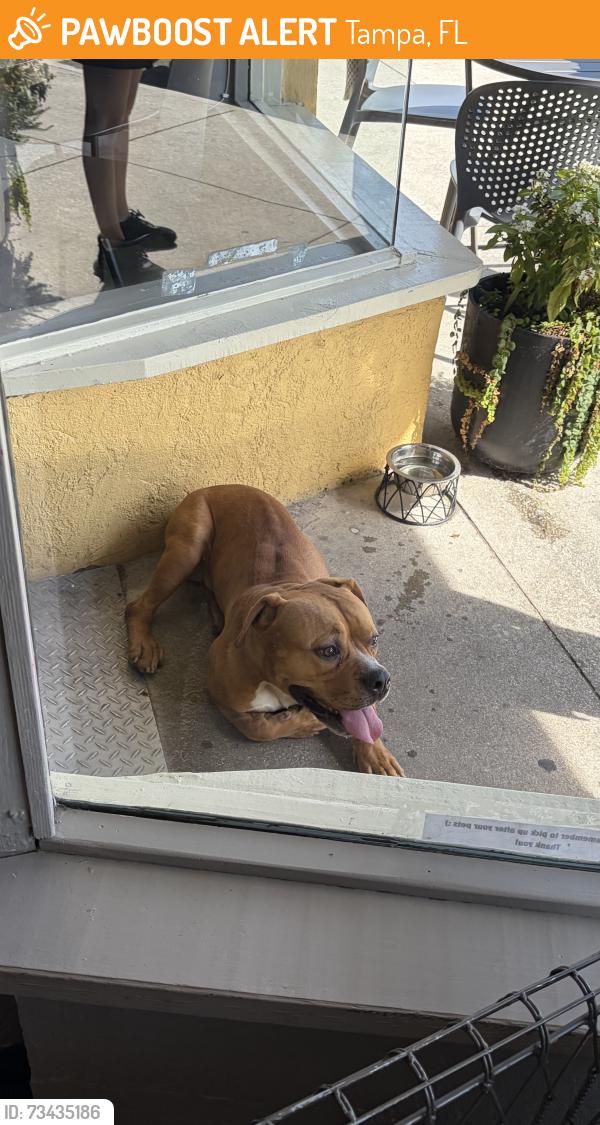 Found/Stray Male Dog last seen DI Coffee - Seminole Heights, Tampa, FL 33604