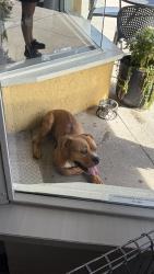 Found/Stray Male Dog last seen DI Coffee - Seminole Heights, Tampa, FL 33604