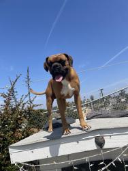 Reunited Male Dog last seen Gray harness, Chula Vista, CA 91911