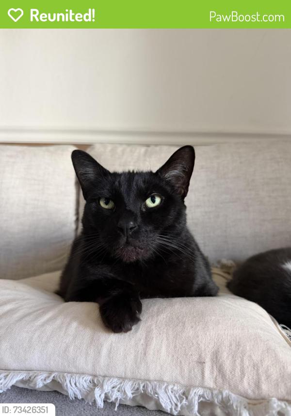 Reunited Male Cat last seen Contra Costa Blvd, Ellinwood Dr, Pleasant Hill, CA 94523