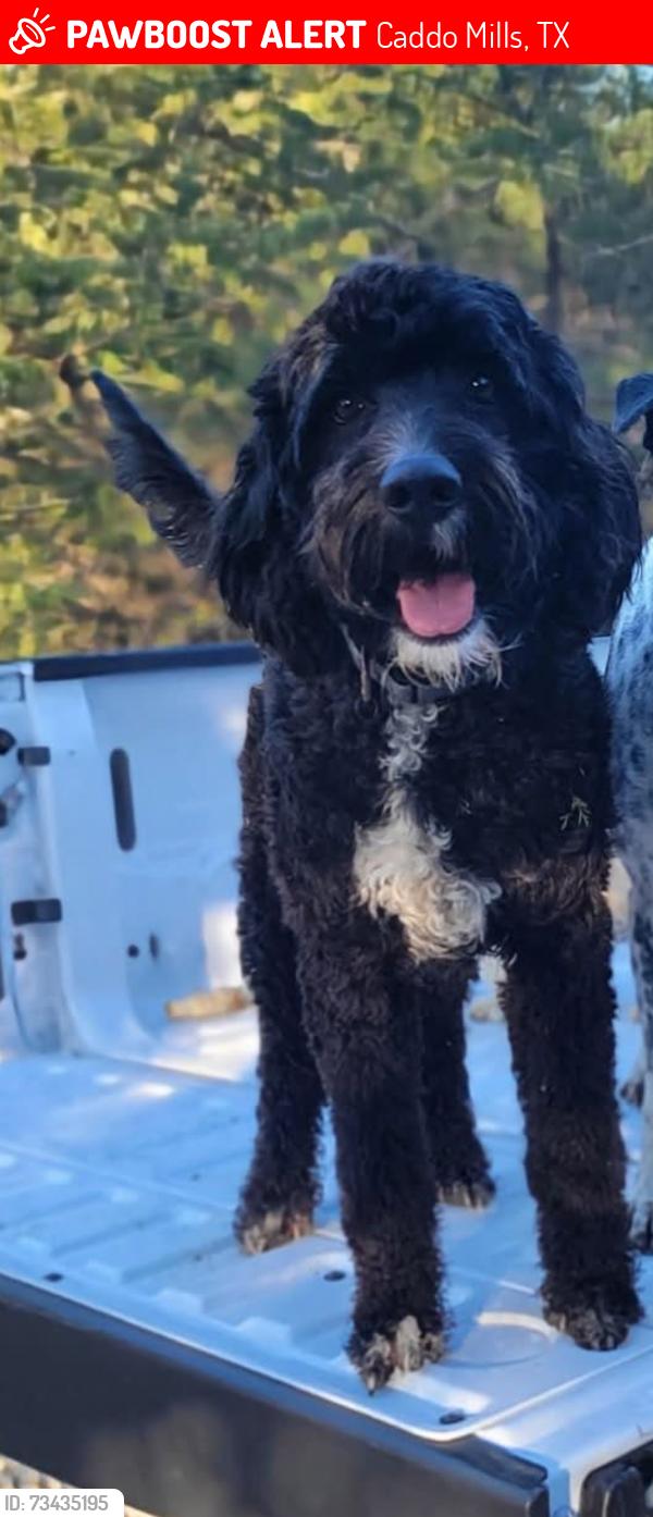 Lost Male Dog last seen Near PR 2223 Caddo Mills, Caddo Mills, TX 75135