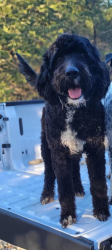 Lost Male Dog last seen Near PR 2223 Caddo Mills, Caddo Mills, TX 75135