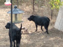 Reunited Male Dog last seen Ign, College Station, TX 77845