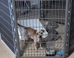 Found/Stray Male Dog last seen 241st and Yuma, Buckeye, AZ 85236