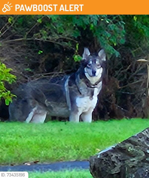 Found/Stray Unknown Dog last seen Brice Road and Winchester Pike, Canal Winchester, OH 43110