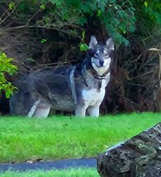 Found/Stray Unknown Dog last seen Brice Road and Winchester Pike, Canal Winchester, OH 43110