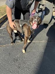 Shelter Stray Male Dog last seen Near, 5001 E Raymond St, Indianapolis, IN 46203, USA